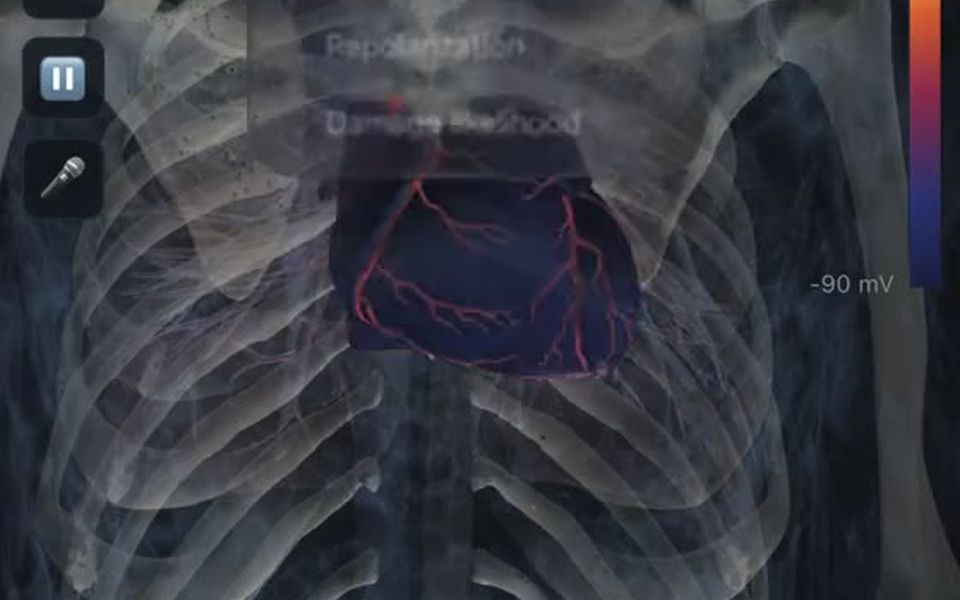 Heart: A causal 4D beating heart with a live 12-lead ECG